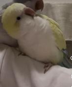 Muisparkiet in deze kleur gezocht, Dieren en Toebehoren, Vogels | Parkieten en Papegaaien, Mannelijk, Parkiet