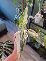 Alocasia Sarian Albo Variegata, Ophalen of Verzenden, Overige soorten, Minder dan 100 cm