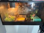 Oranje rattenslang+ terrarium, Dieren en Toebehoren, Ophalen, Terrarium of Paludarium