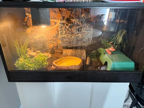 Oranje rattenslang+ terrarium, Dieren en Toebehoren, Reptielen en Amfibieën | Toebehoren, Terrarium of Paludarium, Ophalen