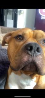 Stafford te koop vanwege verhuizen…, Dieren en Toebehoren, Reu, CDV (hondenziekte), 1 tot 2 jaar, Bulldog