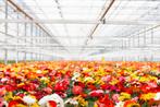 Vrachtwagenchauffeur CE (binnenland) om onze planten op t..., Vacatures, 33 - 40 uur, Tijdelijk contract