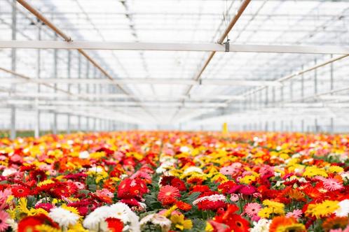 Vrachtwagenchauffeur CE (binnenland) om onze planten op t..., Vacatures, Vacatures | Landbouw, Natuur en Milieu, Tijdelijk contract