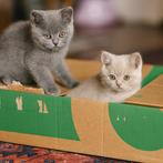 Prachtige Britse Korthaar kittens – Raszuiver, Meerdere dieren, Ontwormd