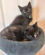 2 Europese korthaar kittens, Dieren en Toebehoren, Meerdere dieren, Ontwormd, 0 tot 2 jaar