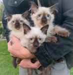 Prachtige Ragdoll kittens, Meerdere dieren, Gechipt, 0 tot 2 jaar