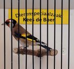 Kleine putters, Dieren en Toebehoren, Meerdere dieren, Wildzangvogel, Geringd