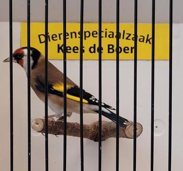 Kleine putters  beschikbaar voor biedingen