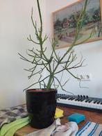 Leuke grote potloodplant 10 euro!!!, Ophalen of Verzenden, Overige soorten, Minder dan 100 cm