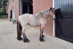 2-jarige trekpaard merrie, Dieren en Toebehoren, Paarden, Merrie, 0 tot 2 jaar, 160 tot 165 cm, Onbeleerd