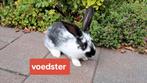 3 tamme, aanhankelijke zwartbonte konijnen (voedsters), Dieren en Toebehoren, Konijnen, Vrouwelijk, Middelgroot, 0 tot 2 jaar