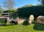 Twee héle lieve goudeerlijke shetlander ruintjes, Dieren en Toebehoren, Pony's, Ruin, Recreatiepony