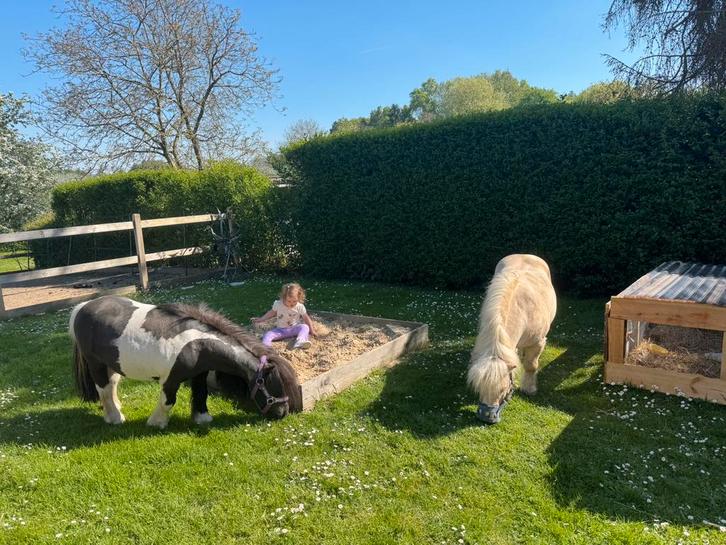 Twee héle lieve goudeerlijke shetlander ruintjes, Dieren en Toebehoren, Pony's, Ruin, Recreatiepony