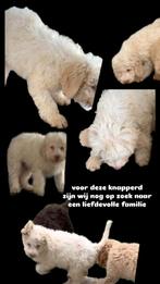 Lagotto Romagnolo pup te koop, Dieren en Toebehoren, Particulier, Rabiës (hondsdolheid), Overige rassen, 8 tot 15 weken