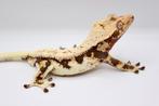 Wimpergekko/Crested Gecko/Correlophus Ciliatus, Dieren en Toebehoren, Reptielen en Amfibieën, Hagedis, Tam, 0 tot 2 jaar