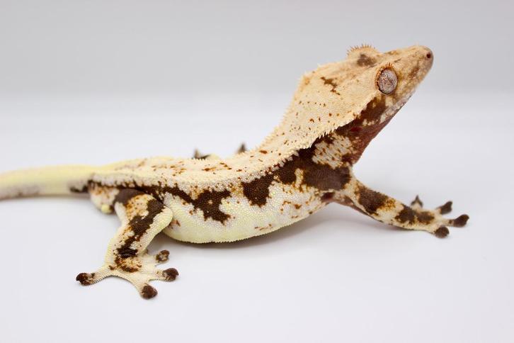 Wimpergekko/Crested Gecko/Correlophus Ciliatus, Dieren en Toebehoren, Reptielen en Amfibieën, Hagedis, 0 tot 2 jaar, Tam