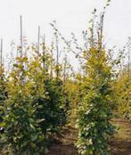 Carpinus betulus haagplanten, Tuin en Terras, Ophalen of Verzenden, Volle zon, Overige soorten