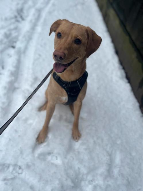 Honden opvang/oppas aangeboden, Dieren en Toebehoren, Honden-accessoires, Ophalen