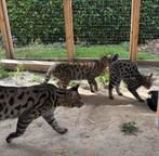 Knappe Savannah broers f2, Dieren en Toebehoren, Kater, Gechipt, 0 tot 2 jaar