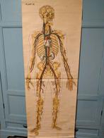 Anatomie poster EHBO, Ophalen