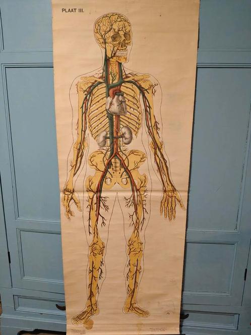 Anatomie poster EHBO, Antiek en Kunst, Antiek | Schoolplaten, Ophalen