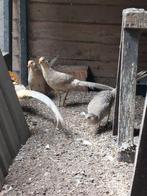 Koppel goudgeel fazant, Dieren en Toebehoren, Pluimvee, Meerdere dieren, Eend