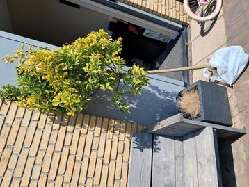 Boom beschikbaar voor biedingen