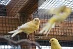 kanaries 2025 met jaarring, Dieren en Toebehoren, Vogels | Kanaries, Meerdere dieren, Zangkanarie