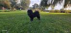 Dekreu Chow Chow – Zwart, gezond & sociaal, Reu, Eén hond, 3 tot 5 jaar, Nederland