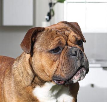 16 maanden oude continental bulldog reu beschikbaar voor biedingen