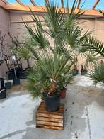 Chamaerops humilis palmboom, Zomer, Volle zon, Ophalen, Palmboom