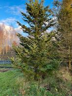 Grote kerstbomen     (8 tot 12 meter). Prijs per boom, Tuin en Terras, Ophalen, Overige soorten, 400 cm of meer
