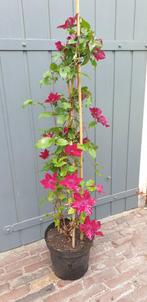 Super gave clematis, Tuin en Terras, Planten | Tuinplanten, Ophalen, Zomer, Overige soorten, Volle zon