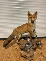 Oogezette vos, Verzamelen, Dierenverzamelingen, Ophalen, Gebruikt, Overige soorten, Overige typen