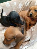 Dwergteckel pups kortharig X kaninchen teckel., Dieren en Toebehoren, Honden | Teckels en Dashonden, CDV (hondenziekte), 8 tot 15 weken