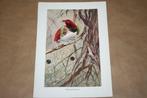 Antieke kleurenlitho - Vogels Koningsparadijsvogel - 1900 !!, Gebruikt, Ophalen of Verzenden, Dier, Voor 1940