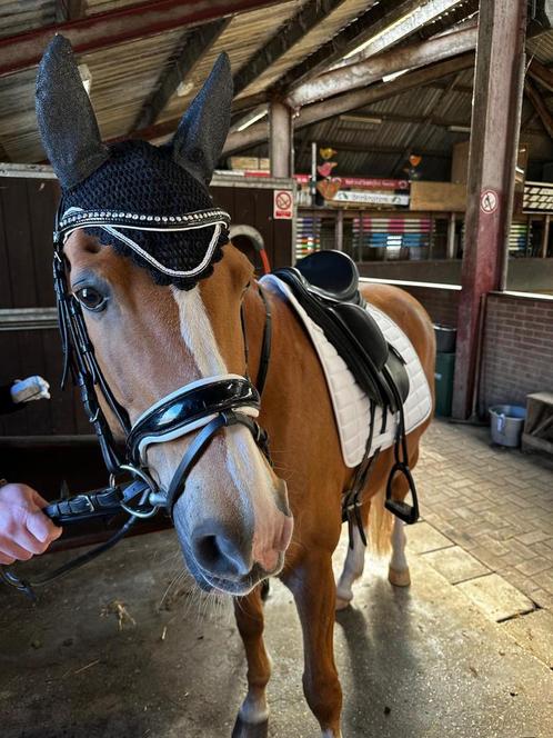 Super lieve, ervaren E-pony compleet, Z-niveau!, Dieren en Toebehoren, Pony's, Ruin, Z, E pony (1.48m - 1.57m)