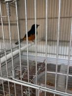 Shama lijster man, 2025, eigen kweek, Mannelijk, Geringd