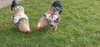 Mooie Wyandotte krielhanen, Dieren en Toebehoren, Ophalen