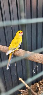 Geel bonte penant man 2021, Mannelijk, Parkiet, Geringd