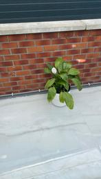 Peace lily, Ophalen of Verzenden, Overige soorten