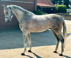 Prachtige 4 jarige E pony, Ruin, Recreatiepony