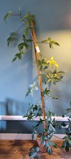 Stekjes Philodendron florida ghost, Huis en Inrichting, Kamerplanten, Ophalen, Overige soorten, Halfschaduw, Minder dan 100 cm