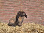 Nederlandse hangoor dwerg ram gecastreerd, Dieren en Toebehoren, Konijnen, Mannelijk, Dwerg, Hangoor
