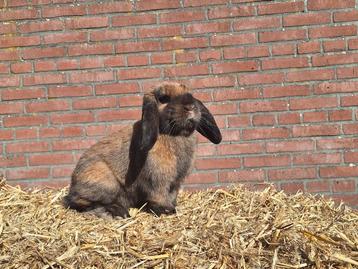 Nederlandse hangoor dwerg ram gecastreerd  beschikbaar voor biedingen