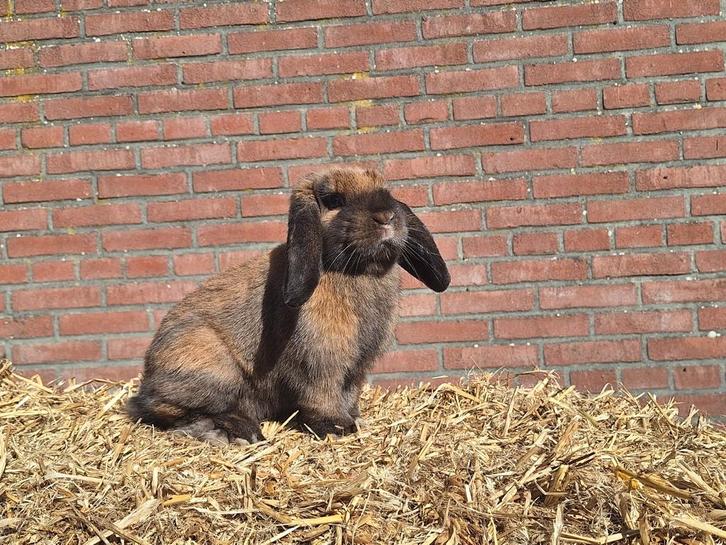 Nederlandse hangoor dwerg ram gecastreerd, Dieren en Toebehoren, Konijnen, Dwerg, Mannelijk, Hangoor