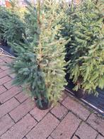 Picea omorika potgekweekt, Ophalen, Volle zon, Overige soorten