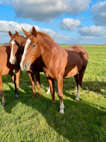 2,5 jarige voshengst. beschikbaar voor biedingen