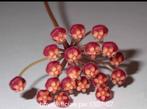 Laaste hoya leticiae pw 1307-07, Overige soorten, In pot, Minder dan 100 cm, Bloeiende kamerplant