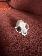Katten Schedel - Uniek Decoratie Object, Ophalen of Verzenden, Zo goed als nieuw, Hond of Kat, Schedel